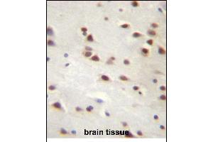 ANKRD6 Antibody (Center) (ABIN656957 and ABIN2846142) immunohistochemistry analysis in formalin fixed and paraffin embedded human brain tissue followed by peroxidase conjugation of the secondary antibody and DAB staining.