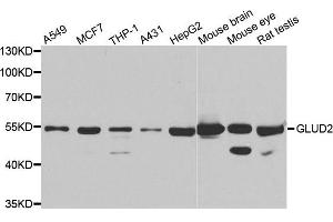 Western blot analysis of extracts of various cell lines, using GLUD2 antibody. (GLUD2 anticorps)
