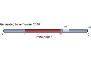Image no. 3 for anti-CD40 (CD40) (AA 71-187) antibody (ABIN968495) (CD40 anticorps  (AA 71-187))