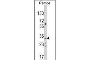 Western blot analysis of C10orf27 Antibody in Ramos cell line lysates (35ug/lane) (C10orf27 anticorps  (C-Term))