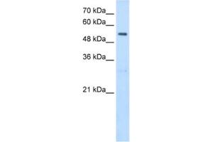 Western Blotting (WB) image for anti-serine Hydroxymethyltransferase 2 (Mitochondrial) (SHMT2) antibody (ABIN2462945) (SHMT2 anticorps)