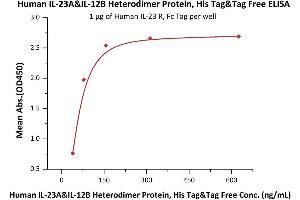 Immobilized Human IL-23 R, Fc Tag (ABIN6731281,ABIN6809891) at 10 μg/mL (100 μL/well) can bind Human IL-23A&IL-12B Heterodimer Protein, His Tag&Tag Free (ABIN4949114,ABIN4949115) with a linear range of 20-78 ng/mL (Routinely tested). (IL12A & IL27B (AA 20-189) (Active) protein (His tag))