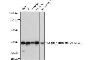 Western blot analysis of extracts of various cell lines, using Dopamine Receptor D3 (DRD3) (DRD3) Rabbit mAb (ABIN7266834) at 1:1000 dilution. (DRD3 anticorps)