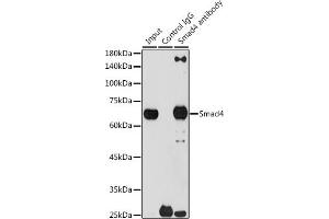 Immunoprecipitation analysis of 300 μg extracts of 293T cells using 3 μg Smad4 antibody (ABIN7270340). (SMAD4 anticorps)