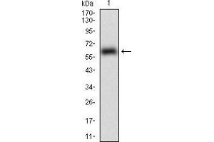 Western blot analysis using EPCAM mAb against human EPCAM (AA: 24-265) recombinant protein. (EpCAM anticorps  (AA 24-265))