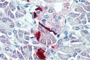 IHC-P analysis of Human Pancreas Tissue.