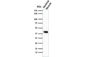 Western Blot Analysis of Skeletal muscle tissue lysate using Muscle Specific Actin Mouse Monoclonal Antibody (HHF35). (ACTA1/ACTA2A/ACTG2 anticorps)