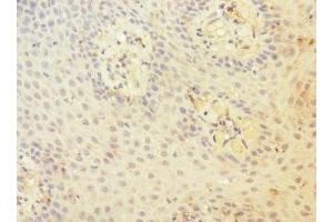 Immunohistochemistry of paraffin-embedded human tonsil tissue using ABIN7147204 at dilution of 1:100 (CD97 anticorps  (AA 240-435))