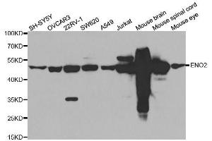 Western blot analysis of extracts of various cell lines, using ENO2 antibody. (ENO2/NSE anticorps)
