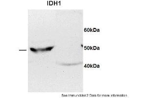 Sample type: 1. (IDH1 anticorps  (C-Term))