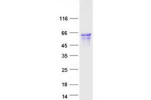 Validation with Western Blot