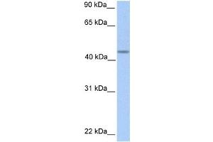 Western Blotting (WB) image for anti-Patatin-Like phospholipase Domain Containing 5 (PNPLA5) antibody (ABIN2459253)