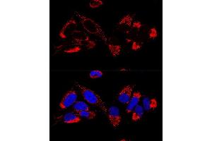 anti-Ubiquinol-Cytochrome C Reductase, Complex III Subunit X (UQCR10) (AA 1-63) antibody