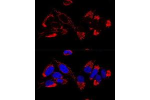 Confocal immunofluorescence analysis of U2OS cells using UQCR10 Polyclonal Antibody (ABIN6132851, ABIN6149956, ABIN6149958 and ABIN6216272) at dilution of 1:100. (UQCR10 anticorps  (AA 1-63))
