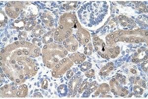 Human kidney (SSR1 anticorps  (N-Term))