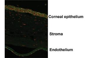 Immunofluorescent staining of human corneal endothelium with OVOL2 polyclonal antibody . (OVOL2 anticorps  (AA 2-51))