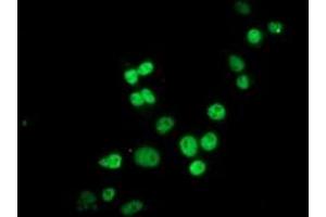 Anti-HES1 mouse monoclonal antibody (ABIN2455356) immunofluorescent staining of COS7 cells transiently transfected by pCMV6-ENTRY HES1 (RC211709). (HES1 anticorps)