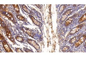 Detection of GAL3 in Porcine Small intestine Tissue using Polyclonal Antibody to Galectin 3 (GAL3)
