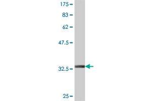 Western Blot detection against Immunogen (34.