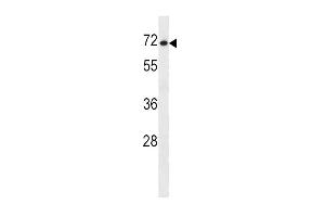 Western blot analysis in NCI-H460 cell line lysates (35ug/lane).