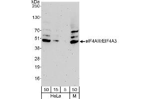 Western Blotting (WB) image for anti-eIF4AIII/EIF4A3 (AA 125-175) antibody (ABIN7453697) (eIF4AIII/EIF4A3 (AA 125-175) anticorps)