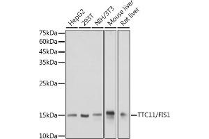 Western blot analysis of extracts of various cell lines, using TTC11/FIS1 antibody (ABIN7267209) at 1:1000 dilution. (Fission 1 anticorps)