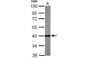 WB Image Sample (30 ug of whole cell lysate) A: NIH-3T3 10% SDS PAGE antibody diluted at 1:2000 (TBCC anticorps)