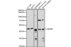 Western blot analysis of extracts of various cell lines, using LILRB4 antibody (ABIN6131872, ABIN6143221, ABIN6143222 and ABIN6222869) at 1:1000 dilution. (LILRB4 anticorps  (AA 22-259))