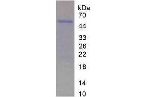 SDS-PAGE analysis of Rat WISP2 Protein. (WISP2 Protéine)