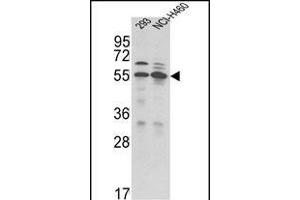 Western blot analysis of TRSS2 Antibody (N-term) (ABIN391563 and ABIN2841502) in 293, NCI- cell line lysates (35 μg/lane). (TMPRSS2 anticorps  (N-Term))