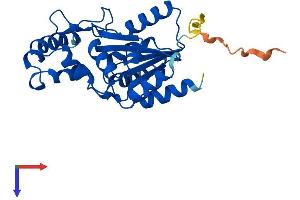 AlphaFold protein structure predicition of Human Recombinant PHOSPHO1 Protein, UniprotID Q8TCT1
