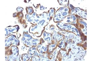 Formalin-fixed, paraffin-embedded human Placenta stained with TIMP2 Mouse Monoclonal Antibody (3A4) (TIMP2 anticorps  (N-Term))