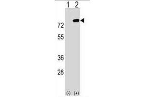 Western blot analysis of PBXIP1 (arrow) using rabbit polyclonal PBXIP1 Antibody (C-term) .