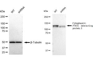 Western blotting analysis using Cytoplasmic FMR1 interacting protein 1 antibody (ABIN7798264). (Recombinant CYFIP1 anticorps)