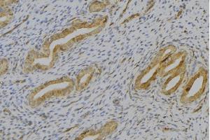 ABIN6276903 at 1/100 staining Human uterus tissue by IHC-P.