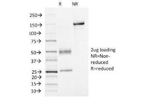 SDS-PAGE Analysis of Purified, BSA-Free FOXA1 Antibody (clone FOXA1/1515). (FOXA1 anticorps  (AA 372-472))