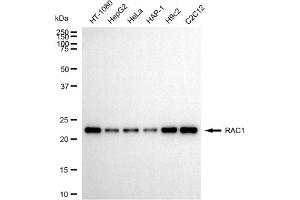 anti-RAC1 antibody