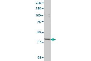 PBK monoclonal antibody (M04), clone 3F7 Western Blot analysis of PBK expression in HeLa . (PBK anticorps  (AA 1-322))