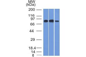 Western Blot Analysis A) HeLa (B) Raji and C) HepG2 cell lysate Using MCM7 Mouse Monoclonal Antibody (MCM7/1466).