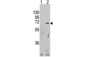 Western blot analysis of AMPK antibody and 293 cell lysate (2 ug/lane) either nontransfected (Lane 1) or transiently transfected with the PRKAA1 gene (2).