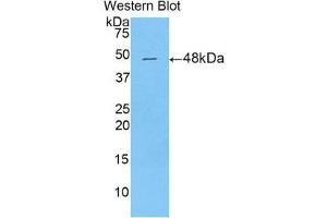 Western Blotting (WB) image for anti-Dermatopontin (DPT) (AA 29-197) antibody (ABIN1858664)