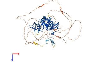AlphaFold protein structure predicition of Mouse Recombinant Dyrk1a Protein, UniprotID Q61214
