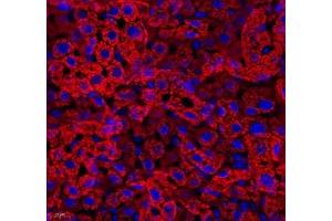 Immunofluorescence of paraffin embedded rat liver using Aldh4a1 (ABIN7073000) at dilution of 1: 400 (400x lens)