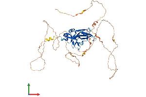 AlphaFold protein structure predicition of Human Recombinant TBX4 Protein, UniprotID P57082