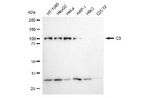 anti-Complement Component 3 (C3) antibody