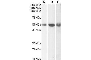 ABIN190911 (0. (TRAF2 anticorps  (C-Term))