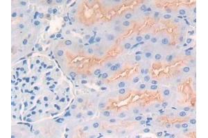 Detection of CD10 in Rat Kidney Tissue using Polyclonal Antibody to Neprilysin (CD10) (MME anticorps  (AA 286-428))