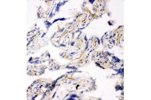 Anti-SNAP23 antibody, IHC(F) IHC(F): Human Placenta Tissue