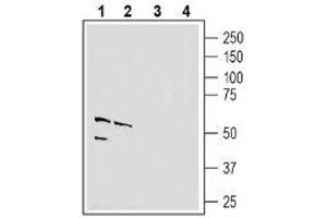 Western blot analysis of mouse brain membranes (lanes 1 and 3) and rat lung lysate (lanes 2 and 4): - 1-2. (PVRL4 anticorps  (Extracellular, N-Term))