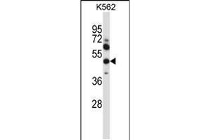 Western blot analysis in K562 cell line lysates (35ug/lane). (MMP13 anticorps  (AA 253-282))
